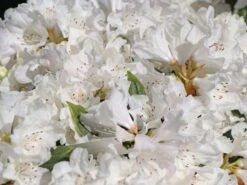 Rhododendron 'Dora Amateis' -Günstiges Erd Seele Geschäft rhododendron dora amateis m002396 w 1