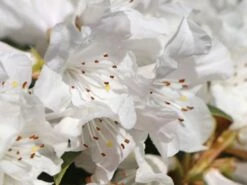 Rhododendron 'Dora Amateis' -Günstiges Erd Seele Geschäft rhododendron dora amateis m002396 w 2