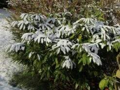 Rhododendron 'Dora Amateis' -Günstiges Erd Seele Geschäft rhododendron dora amateis m002396 w 4