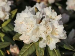 Rhododendron 'Dora Amateis' -Günstiges Erd Seele Geschäft rhododendron dora amateis m002396 w 5