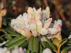 Rhododendron 'Dora Amateis' -Günstiges Erd Seele Geschäft rhododendron dora amateis m002396 w 6