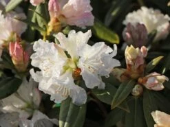 Rhododendron 'Dora Amateis' -Günstiges Erd Seele Geschäft rhododendron dora amateis m002396 w 7