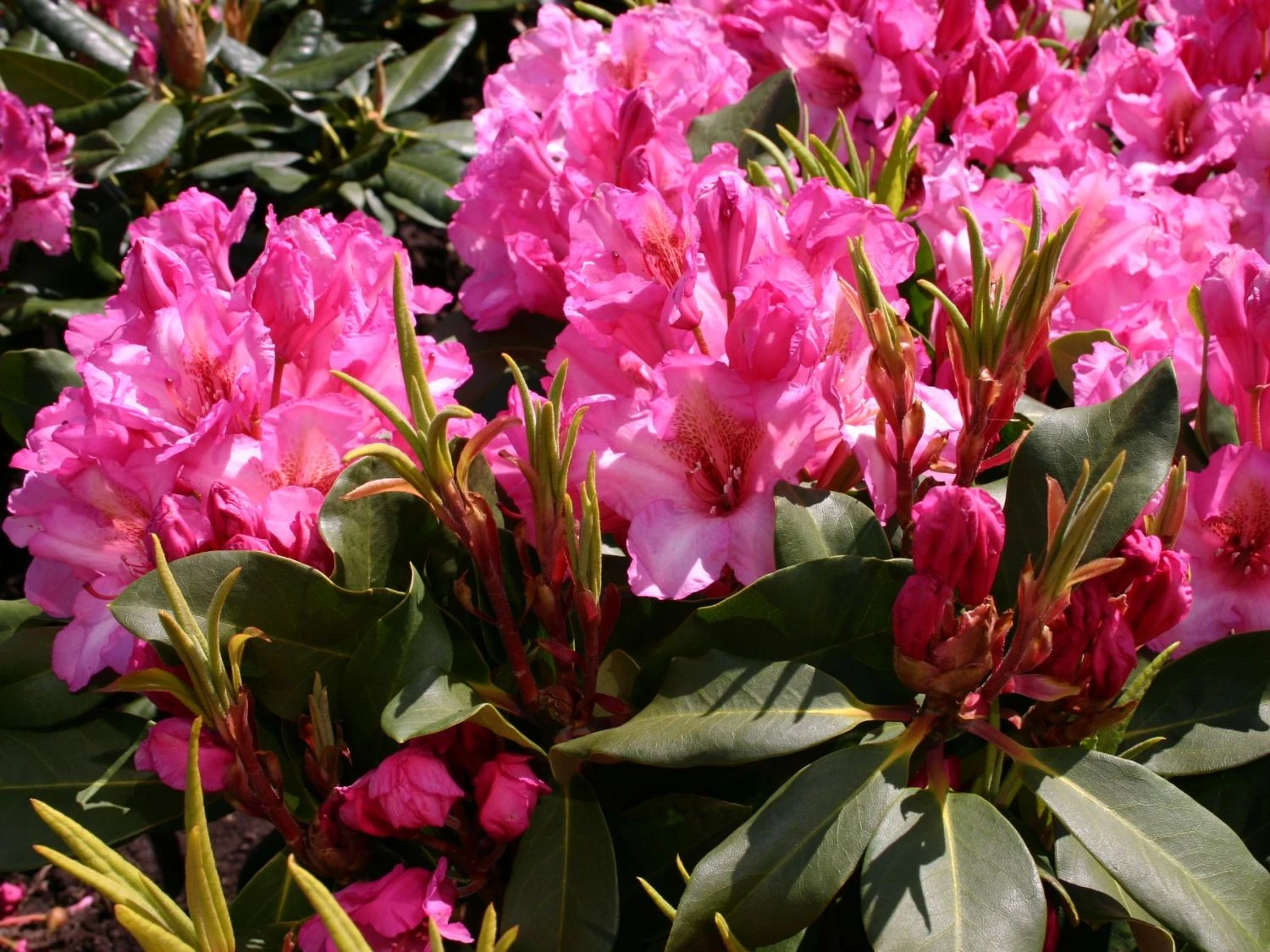 Rhododendron 'Duke Of York' 3 Rhododendron 'Duke Of York'