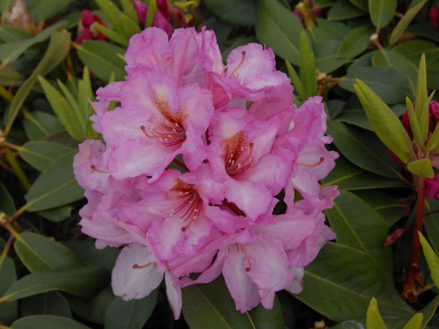 Rhododendron 'Duke Of York' 4 Rhododendron 'Duke Of York' – Bild 2