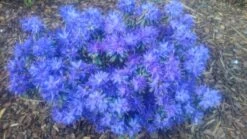 Rhododendron 'Enziana' -Günstiges Erd Seele Geschäft rhododendron enziana m004240 80497 0