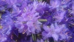 Rhododendron 'Enziana' -Günstiges Erd Seele Geschäft rhododendron enziana m004240 80497 1