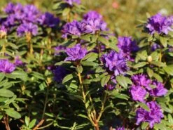 Rhododendron 'Enziana' -Günstiges Erd Seele Geschäft rhododendron enziana m004240 w 0