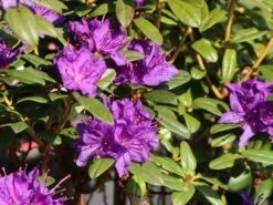 Rhododendron 'Enziana' -Günstiges Erd Seele Geschäft rhododendron enziana m004240 w 1