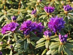 Rhododendron 'Enziana' -Günstiges Erd Seele Geschäft rhododendron enziana m004240 w 2
