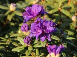 Rhododendron 'Enziana' -Günstiges Erd Seele Geschäft rhododendron enziana m004240 w 3