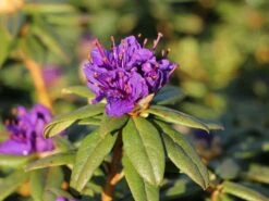 Rhododendron 'Enziana' -Günstiges Erd Seele Geschäft rhododendron enziana m004240 w 4