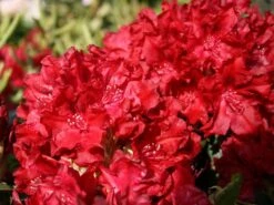 Rhododendron 'Erato' (S)