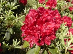 Rhododendron 'Erato' (S) 16 Rhododendron 'Erato' (S) -Günstiges Erd Seele Geschäft rhododendron erato s m002326 w 0