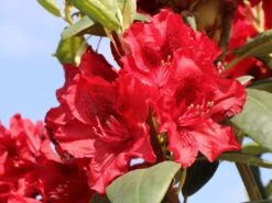 Rhododendron 'Erato' (S) 15 Rhododendron 'Erato' (S) -Günstiges Erd Seele Geschäft rhododendron erato s m002326 w 1