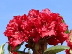 Rhododendron 'Erato' (S) 14 Rhododendron 'Erato' (S) -Günstiges Erd Seele Geschäft rhododendron erato s m002326 w 2