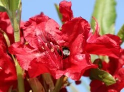 Rhododendron 'Erato' (S) 12 Rhododendron 'Erato' (S) -Günstiges Erd Seele Geschäft rhododendron erato s m002326 w 3