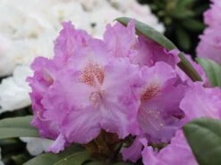 Rhododendron 'Ernest Inman' -Günstiges Erd Seele Geschäft rhododendron ernest inman m003388 w 0