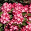 Rhododendron 'Eruption' (S) 2 Rhododendron 'Eruption' (S) -Günstiges Erd Seele Geschäft rhododendron eruption s m003690 h 0