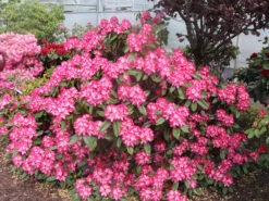 Rhododendron 'Eruption' (S) -Günstiges Erd Seele Geschäft rhododendron eruption s m003690 w 0