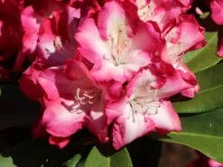 Rhododendron 'Eruption' (S) -Günstiges Erd Seele Geschäft rhododendron eruption s m003690 w 2