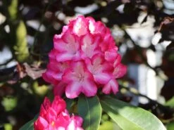 Rhododendron 'Eruption' (S) -Günstiges Erd Seele Geschäft rhododendron eruption s m003690 w 3