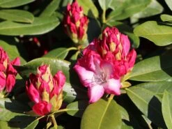 Rhododendron 'Eruption' (S) -Günstiges Erd Seele Geschäft rhododendron eruption s m003690 w 4