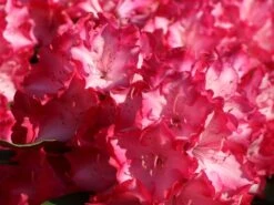 Rhododendron 'Eruption' (S) -Günstiges Erd Seele Geschäft rhododendron eruption s m003690 w 6