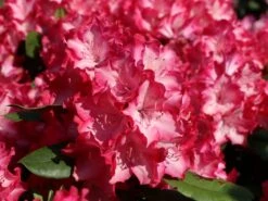 Rhododendron 'Eruption' (S) -Günstiges Erd Seele Geschäft rhododendron eruption s m003690 w 7