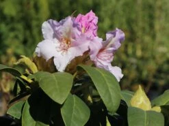 Rhododendron 'Eskimo'