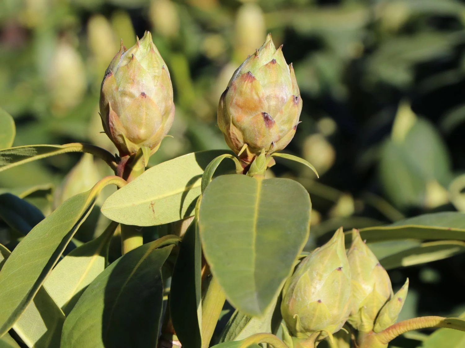 Rhododendron 'Eskimo' 4 Rhododendron 'Eskimo' – Bild 2