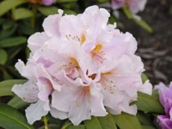 Rhododendron 'Eskimo' 8 Rhododendron 'Eskimo' -Günstiges Erd Seele Geschäft rhododendron eskimo m003692 w 1