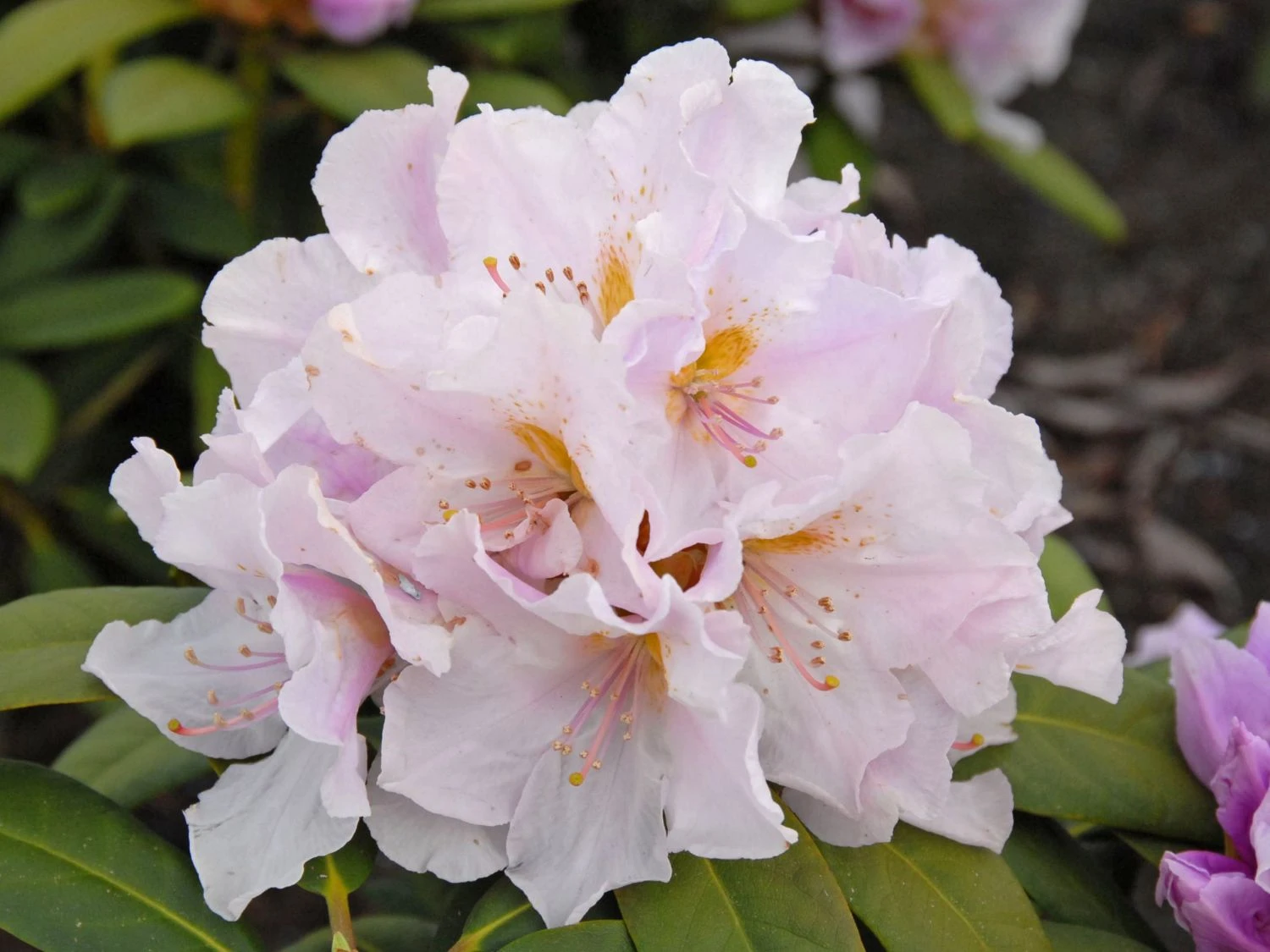 Rhododendron 'Eskimo' 5 Rhododendron 'Eskimo' – Bild 3