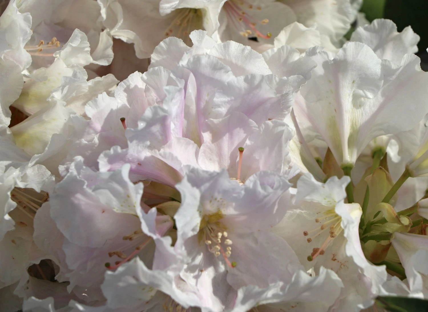 Rhododendron 'Eskimo' 6 Rhododendron 'Eskimo' – Bild 4