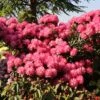Rhododendron 'Fantastica' -Günstiges Erd Seele Geschäft rhododendron fantastica m002364 h 0