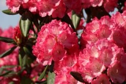 Rhododendron 'Fantastica' -Günstiges Erd Seele Geschäft rhododendron fantastica m002364 w 1