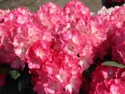 Rhododendron 'Fantastica' -Günstiges Erd Seele Geschäft rhododendron fantastica m002364 w 2