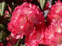 Rhododendron 'Fantastica' -Günstiges Erd Seele Geschäft rhododendron fantastica m002364 w 3