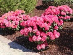 Rhododendron 'Fantastica' -Günstiges Erd Seele Geschäft rhododendron fantastica m002364 w 4