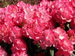 Rhododendron 'Fantastica' -Günstiges Erd Seele Geschäft rhododendron fantastica m002364 w 5