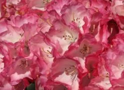 Rhododendron 'Fantastica' -Günstiges Erd Seele Geschäft rhododendron fantastica m002364 w 6