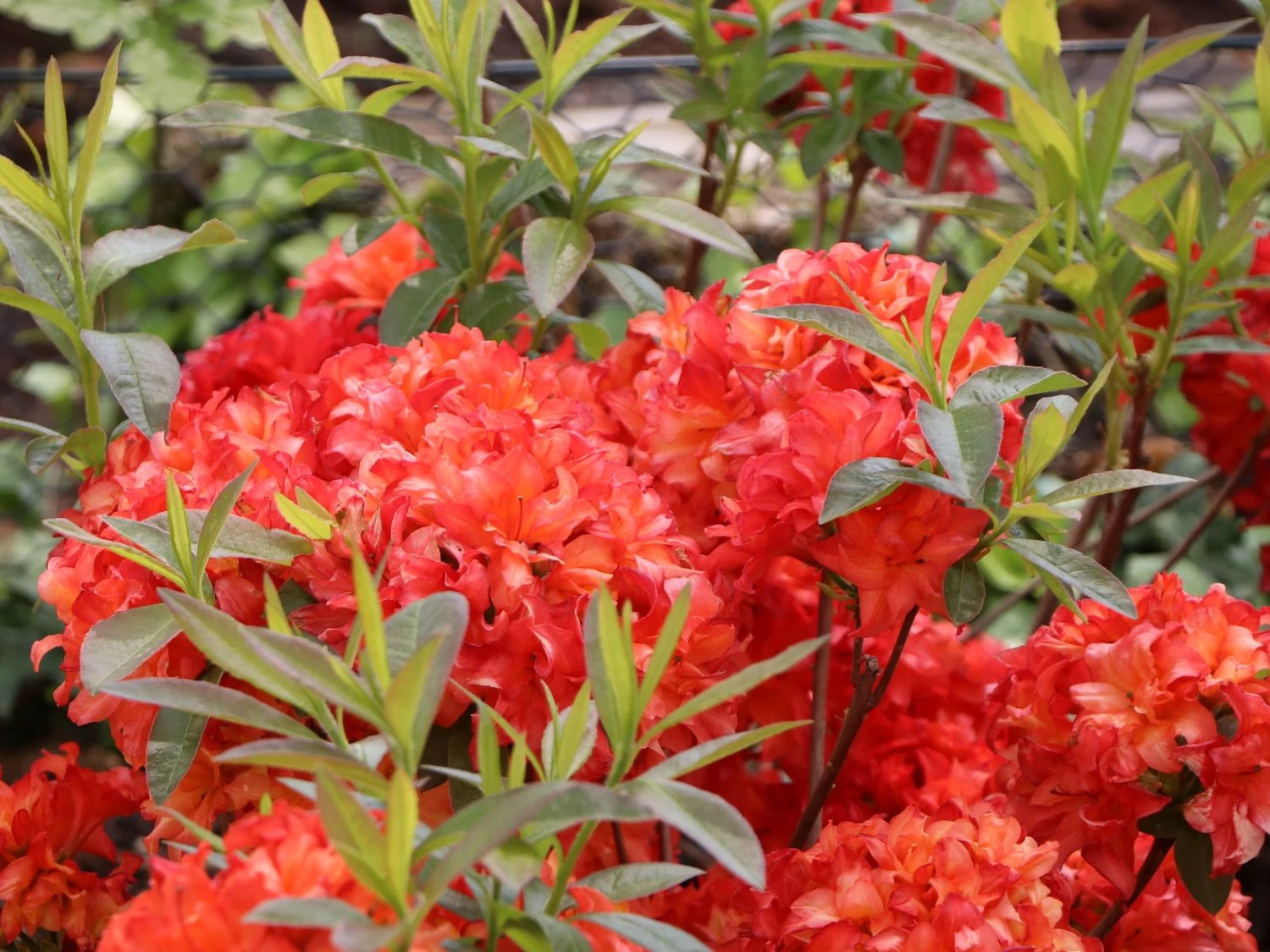 Rhododendron 'Feuerköpfchen' 3 Rhododendron 'Feuerköpfchen'