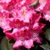 Rhododendron 'Fidelius' 1 Rhododendron 'Fidelius' -Günstiges Erd Seele Geschäft rhododendron fidelius m003048 h 0