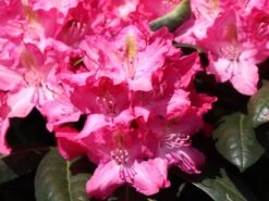 Rhododendron 'Fidelius'