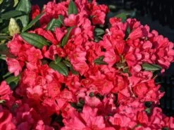 Rhododendron 'Florkissen'