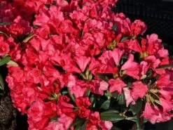 Rhododendron 'Florkissen' 7 Rhododendron 'Florkissen' -Günstiges Erd Seele Geschäft rhododendron florkissen m003964 w 0