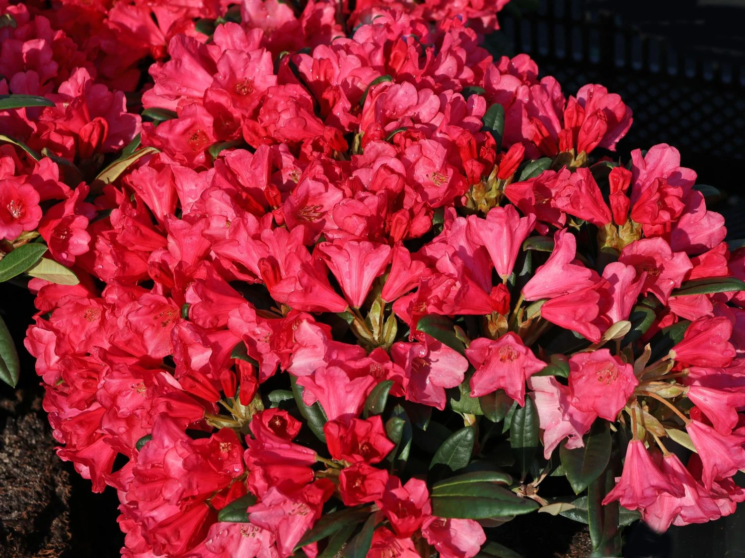 Rhododendron 'Florkissen' 5 Rhododendron 'Florkissen' – Bild 3