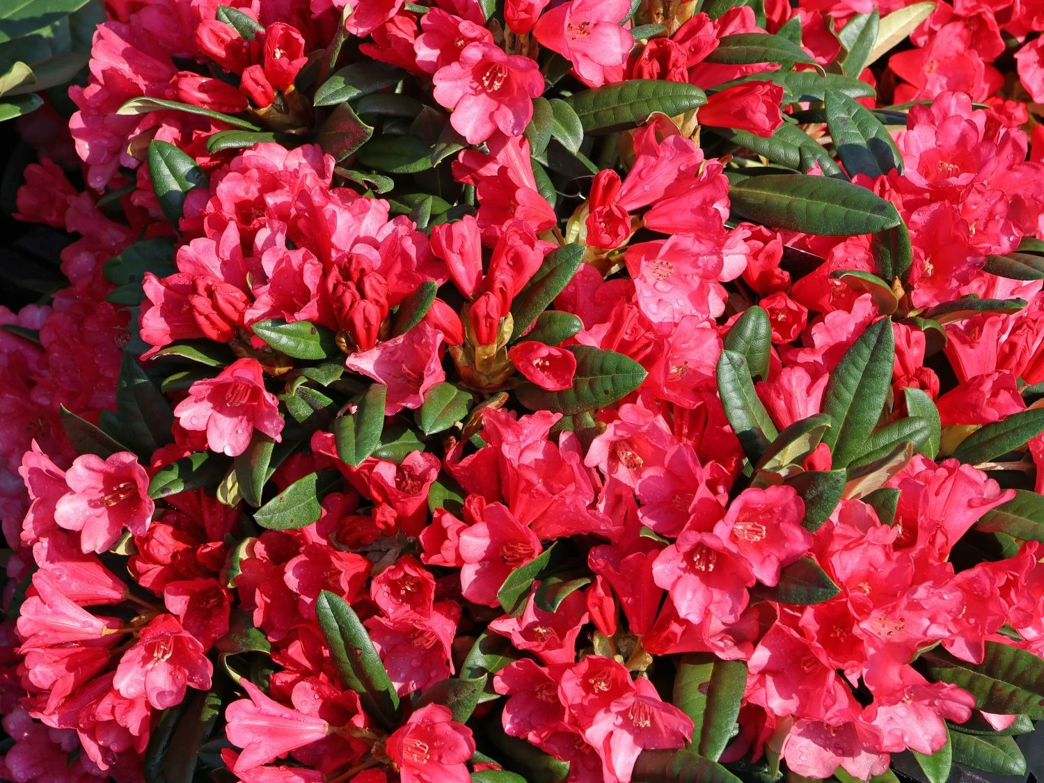 Rhododendron 'Florkissen' 4 Rhododendron 'Florkissen' – Bild 2