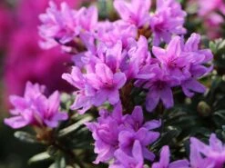 Rhododendron 'Frosthexe'