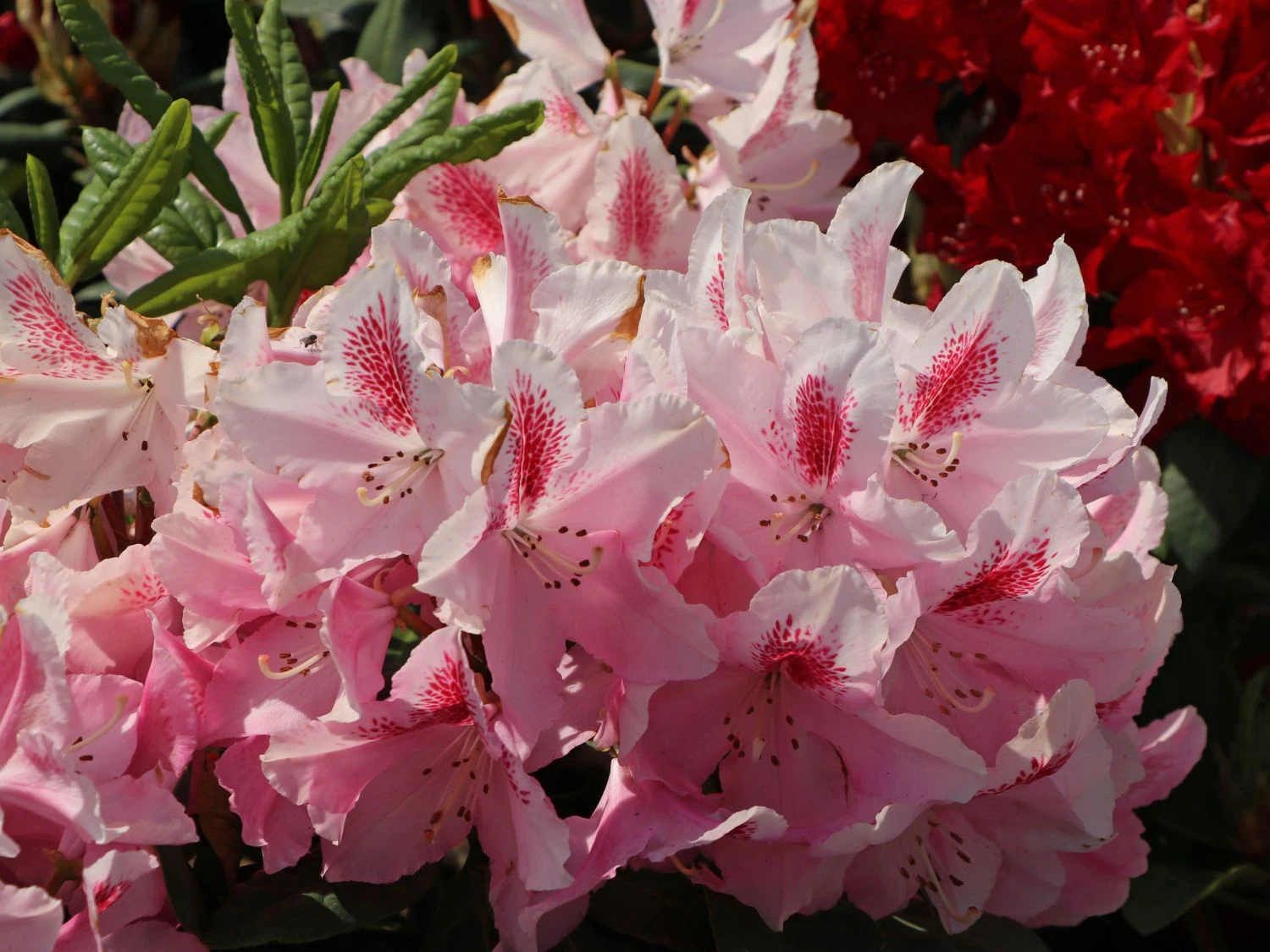Rhododendron 'Furnivall's Daughter' 3 Rhododendron 'Furnivall's Daughter'