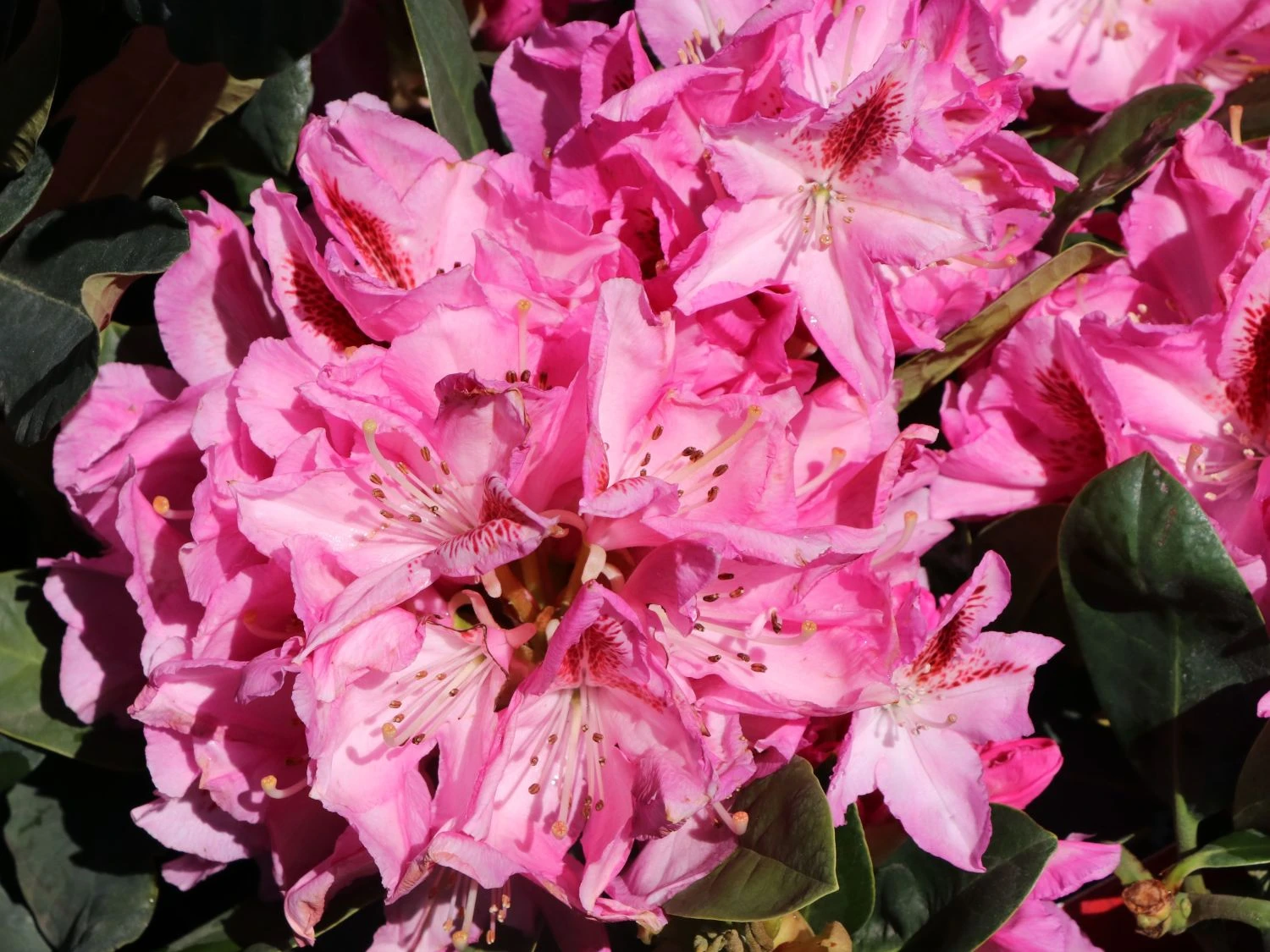 Rhododendron 'Furnivall's Daughter' 6 Rhododendron 'Furnivall's Daughter' – Bild 4